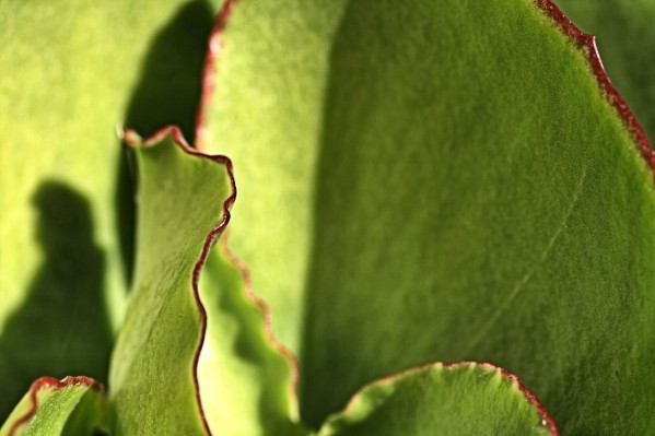 Succulent With Red Boarders by Joy Watson